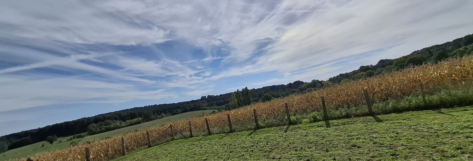 Terrain  11450 m² à vendre à Sainte-Sabine-sur-Longève (72380)