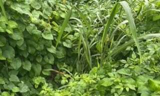 Terrain  688 m² à vendre à Capesterre-Belle-Eau (97130)