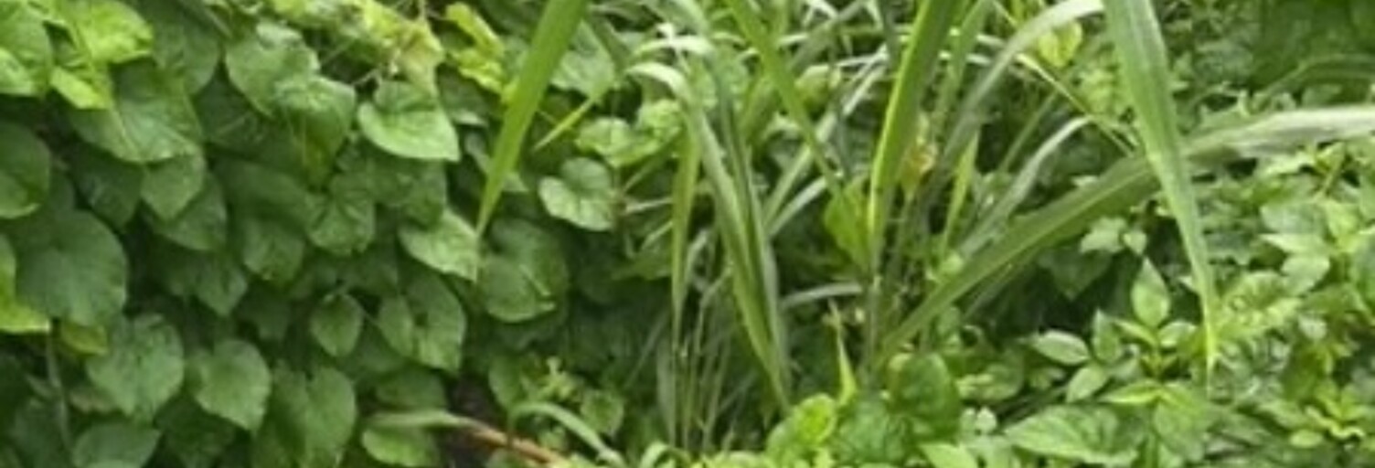 Terrain  688 m² à vendre à Capesterre-Belle-Eau (97130)