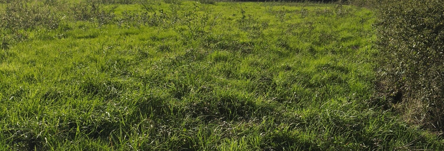 Terrain  4300 m² à vendre à Ceaulmont (36200)