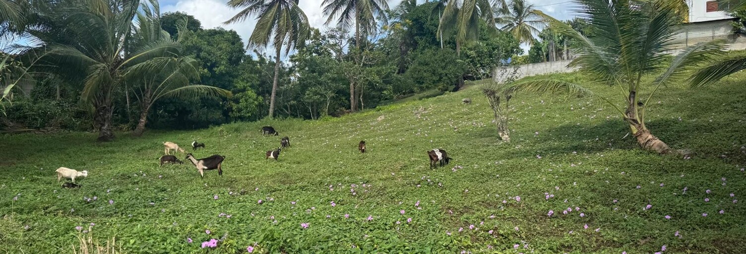 Terrain  2037 m² à vendre à Morne-à-l'Eau (97111)