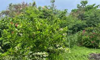 Terrain  584 m² à vendre à Bouillante (97125)