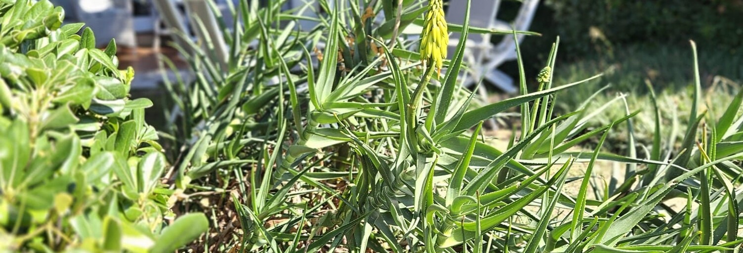 Appartement 2 Pièces 34 m² à vendre à Sainte-Maxime (83120)