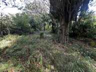 typique maison cevenole avec jardin à RENOVER. — photo 3