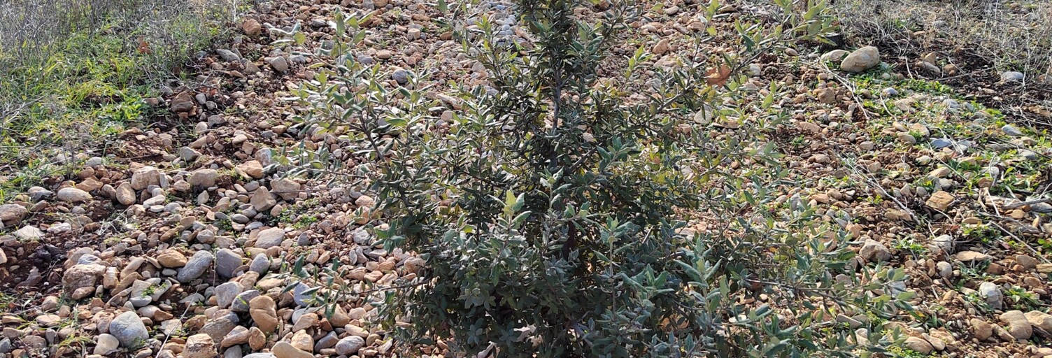 Terrain  4952 m² à vendre à Sainte-Cécile-les-Vignes (84290)