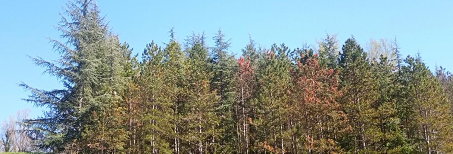 Terrain  4000 m² à vendre à Lombers (81120)