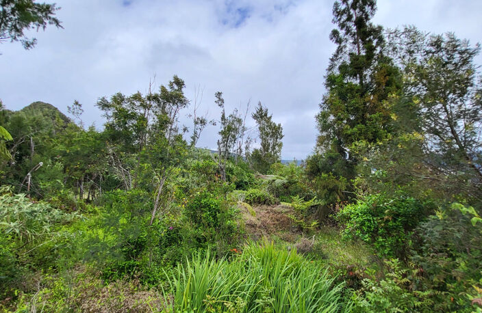 TERRAIN CONSTRUCTIBLE PLAINE DES PALMISTES — photo 2