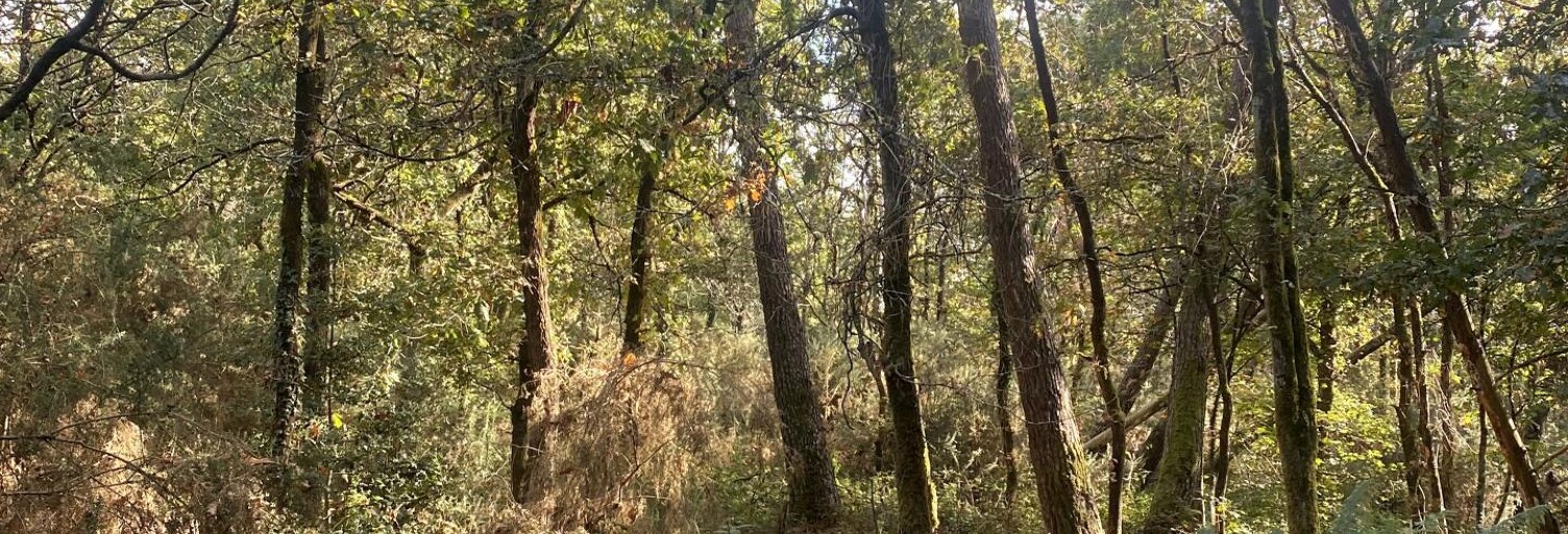 Terrain  2890 m² à vendre à Langon (35660)