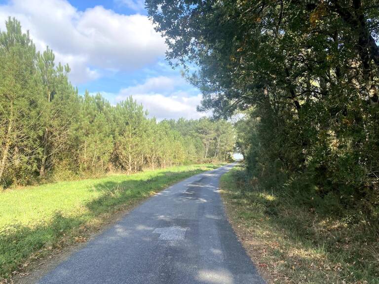 terrain boisé — photo 1