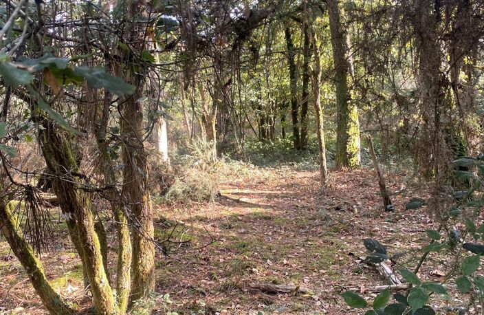 terrain boisé — photo 2