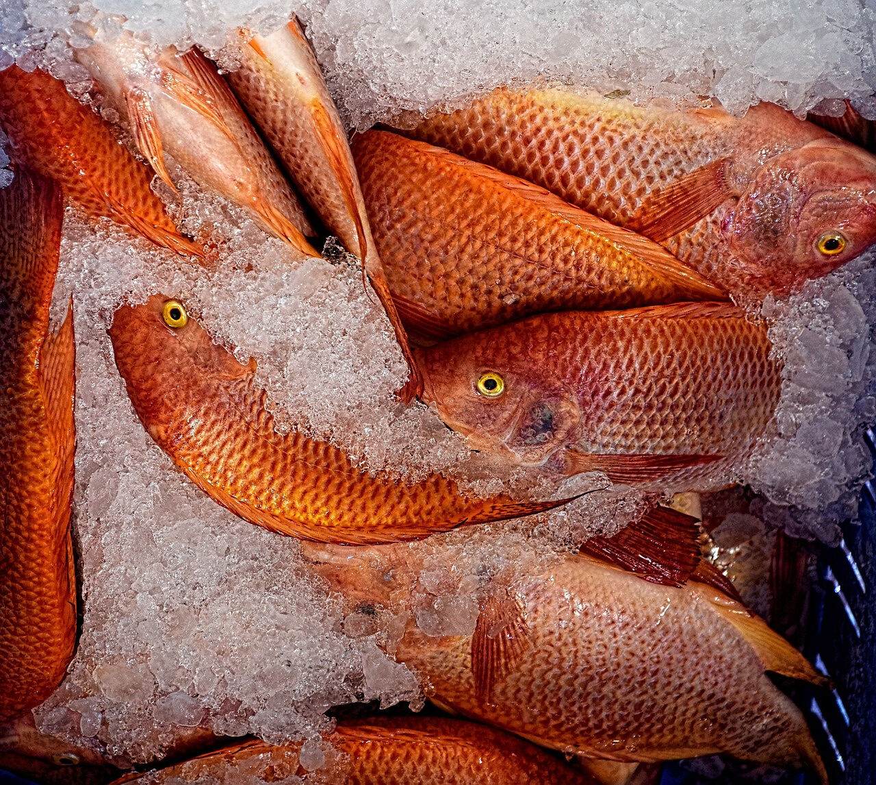 Local commercial  à vendre Canet-en-Roussillon 66140