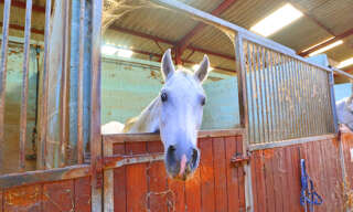 Commerce 4 Pièces 173 m² à vendre à Charny Orée de Puisaye (89120)