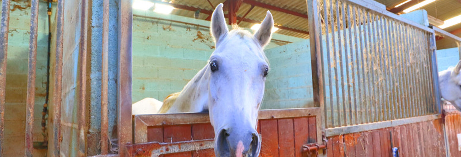 Commerce 4 Pièces 173 m² à vendre à Charny Orée de Puisaye (89120)