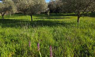 Terrain  900 m² à vendre à Pujaut (30131)