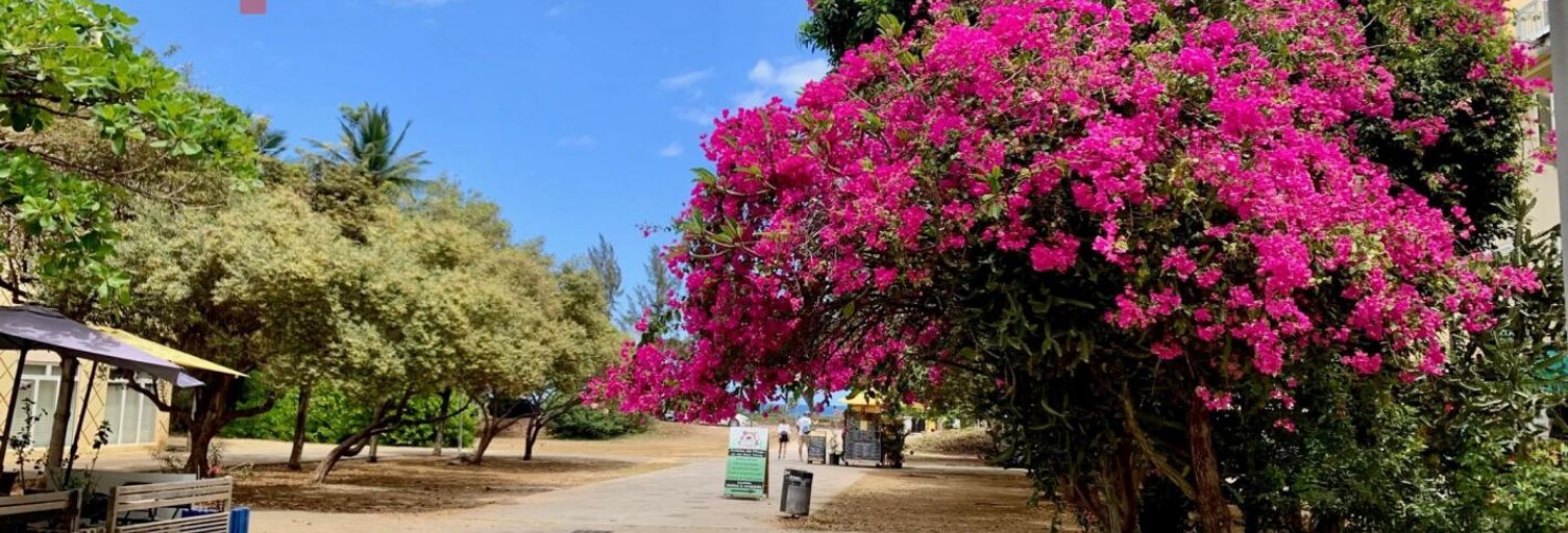 Commerce 3 Pièces 180 m² à vendre à Saint-Paul (97434)