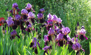 Maison 4 Pièces 114 m² à vendre à Chanas (38150)