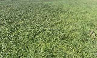 Terrain  13500 m² à vendre à Bellegarde-Marsal (81430)