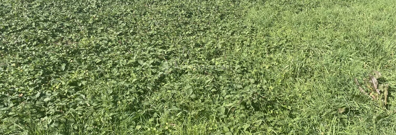 Terrain  13500 m² à vendre à Bellegarde-Marsal (81430)