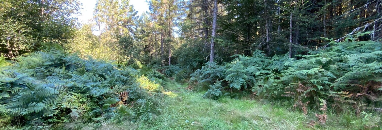 Terrain  15821 m² à vendre à Le Tholy (88530)