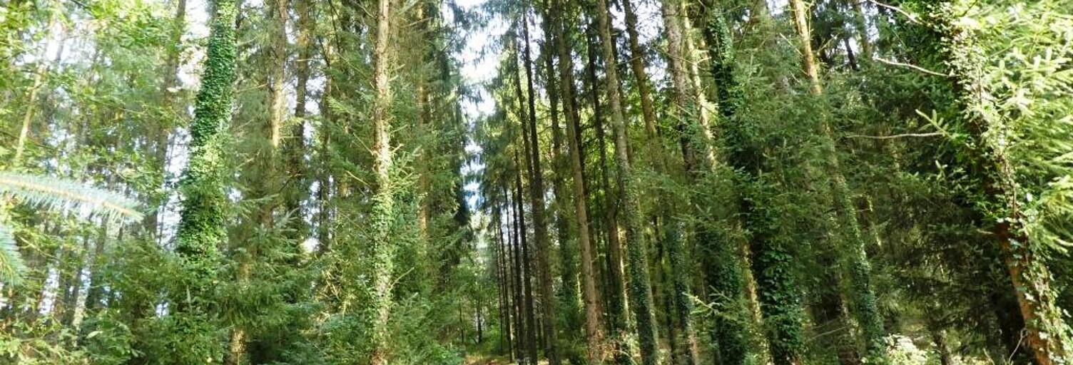 Terrain  13280 m² à vendre à Melrand (56310)