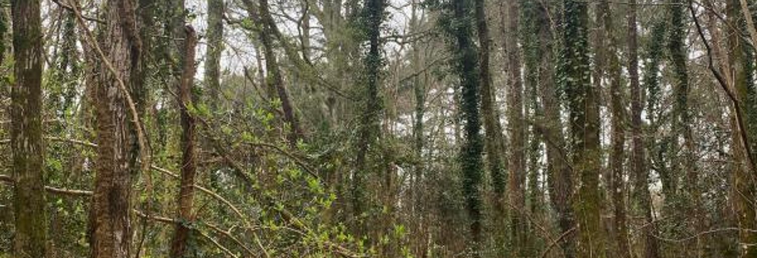 Terrain  1704 m² à vendre à Vielle-Saint-Girons (40560)