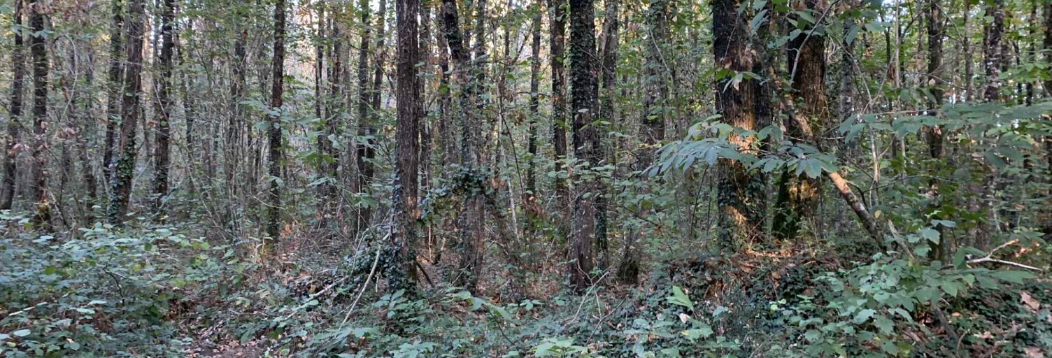 Terrain  7280 m² à vendre à Les Lucs-sur-Boulogne (85170)