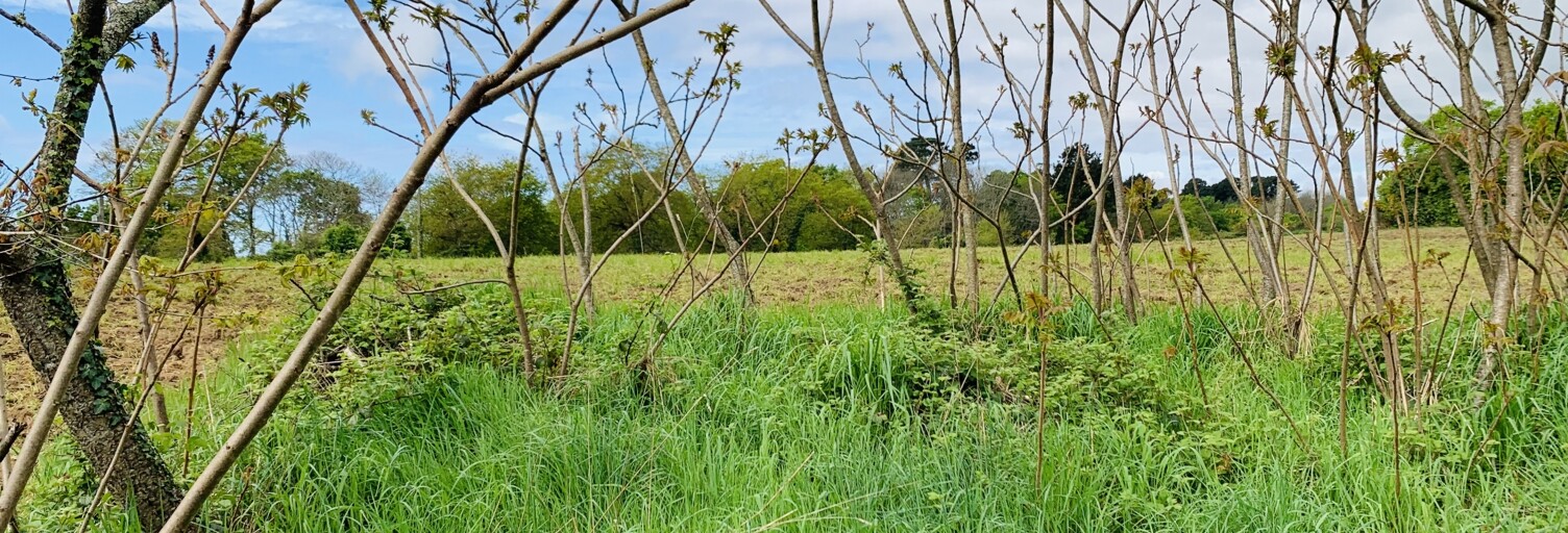 Terrain  559 m² à vendre à Quéven (56530)