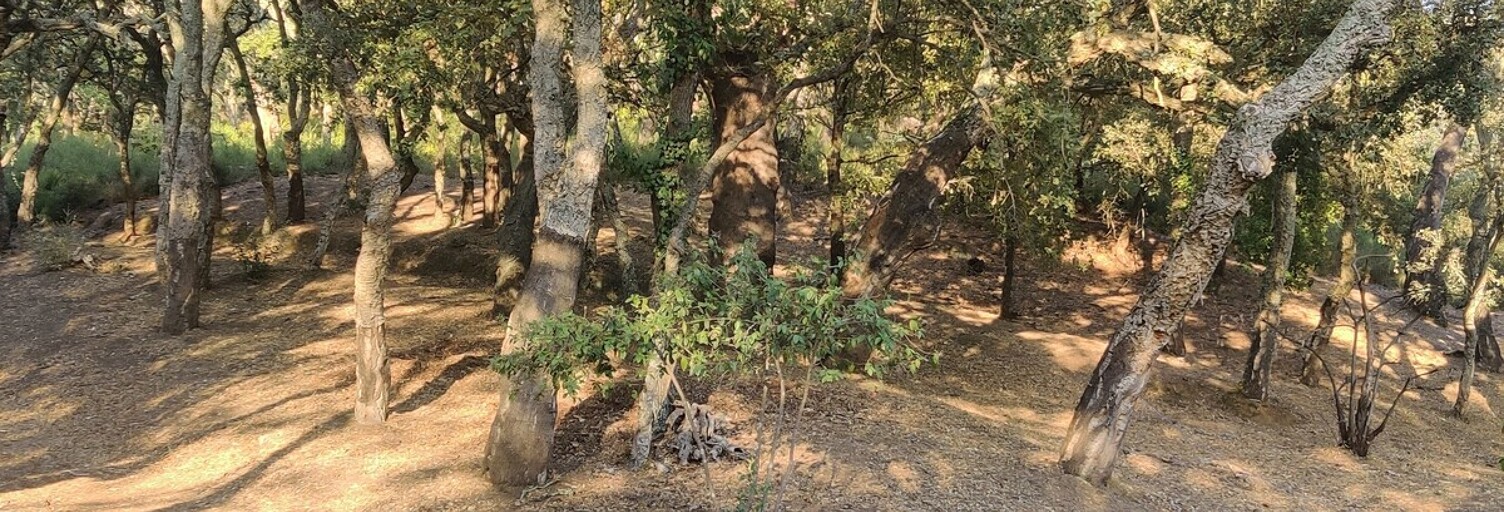 Terrain  29285 m² à vendre à Collobrières (83610)