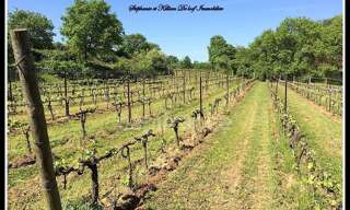 Terrain  24630 m² à vendre à Alignan-du-Vent (34290)