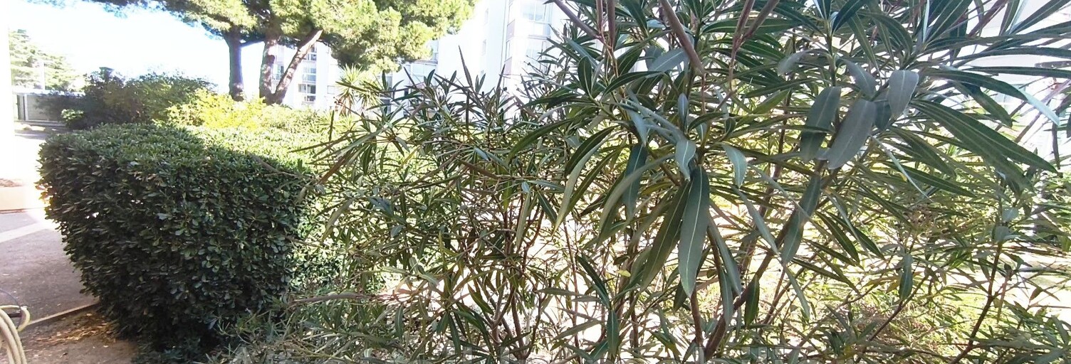 Appartement 1 Pièce 24 m² à vendre à Le Grau-du-Roi (30240)