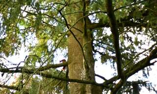 Maison 2 Pièces 38 m² à vendre à La Chapelle-Glain (44670)