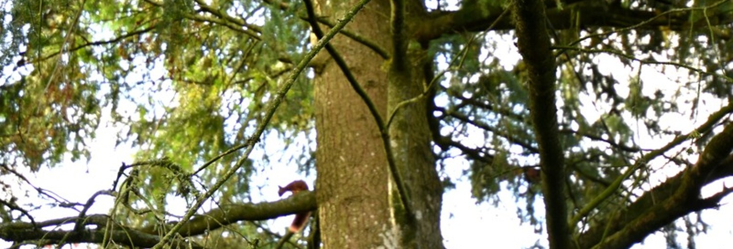 Maison 2 Pièces 38 m² à vendre à La Chapelle-Glain (44670)