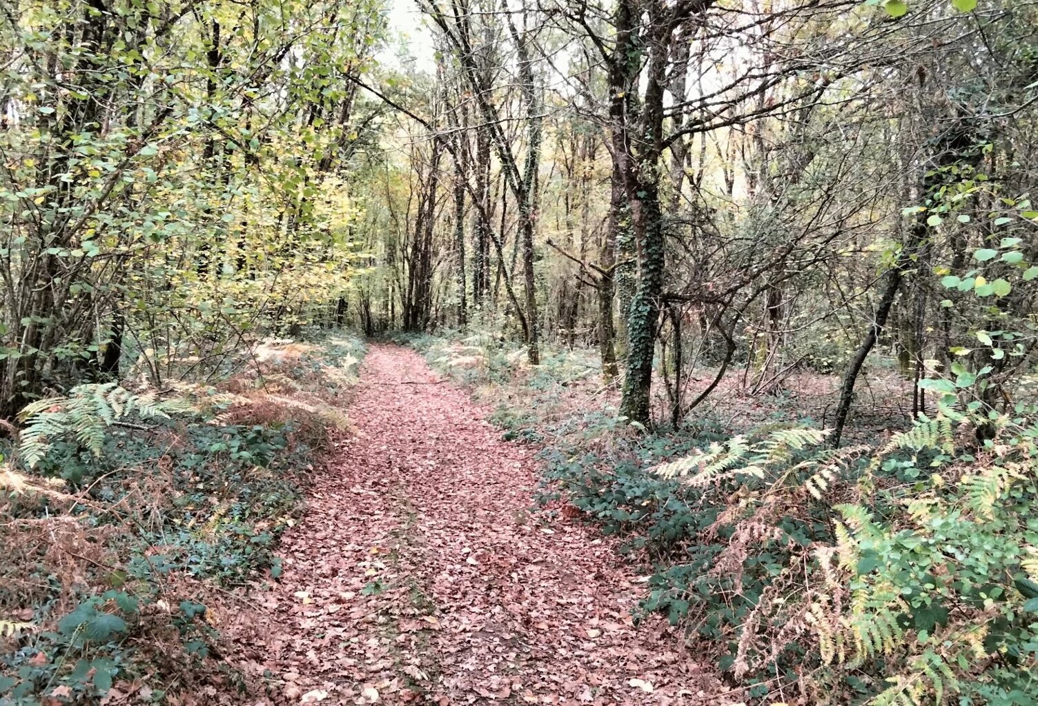 Bois de 18490m2, QUINCAY — photo 1