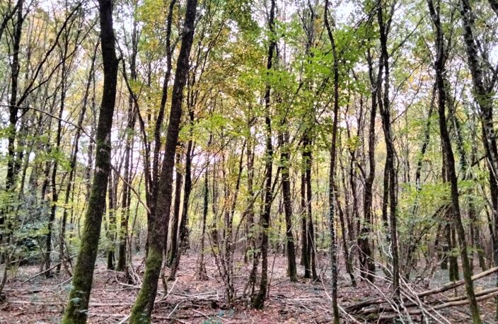 Bois de 18490m2, QUINCAY — photo 2