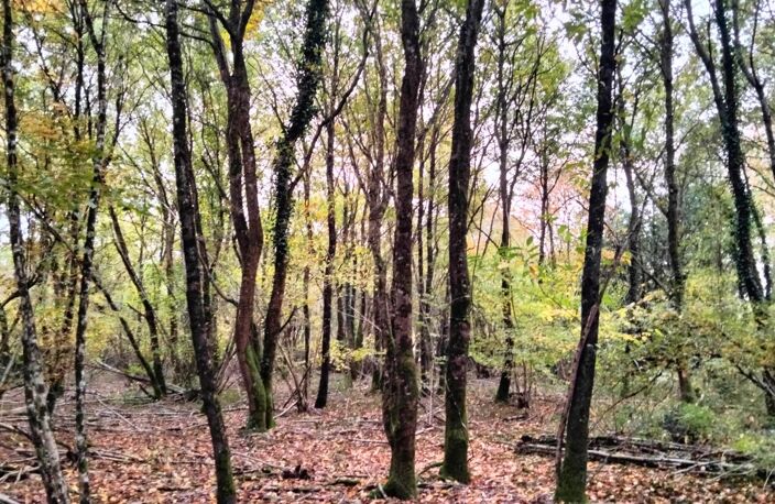 Bois de 18490m2, QUINCAY — photo 3