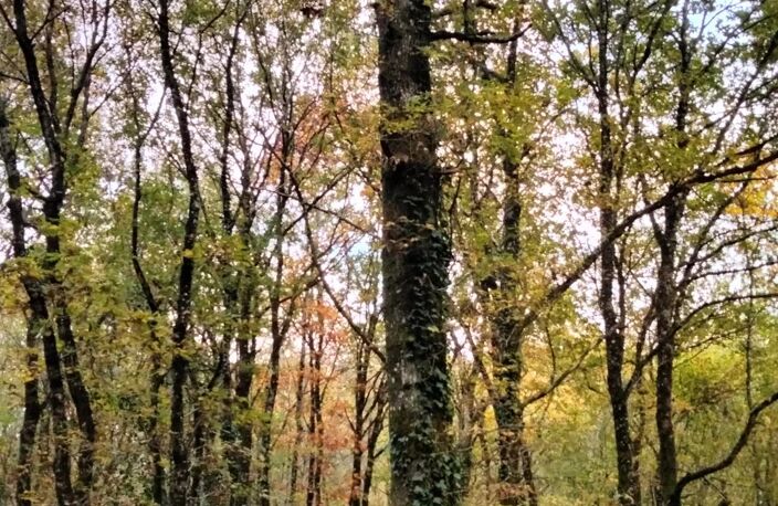 Bois de 18490m2, QUINCAY — photo 4