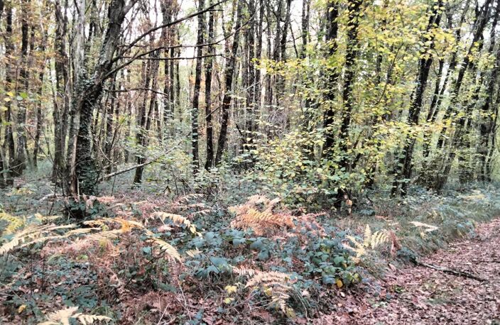 Bois de 18490m2, QUINCAY — photo 5
