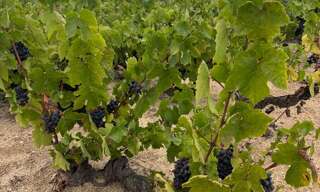 Maison  9100 m² à vendre à Saint-Amour-Bellevue (71570)