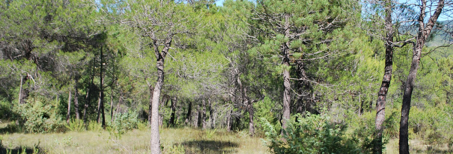 Terrain  946 m² à vendre à Salernes (83690)