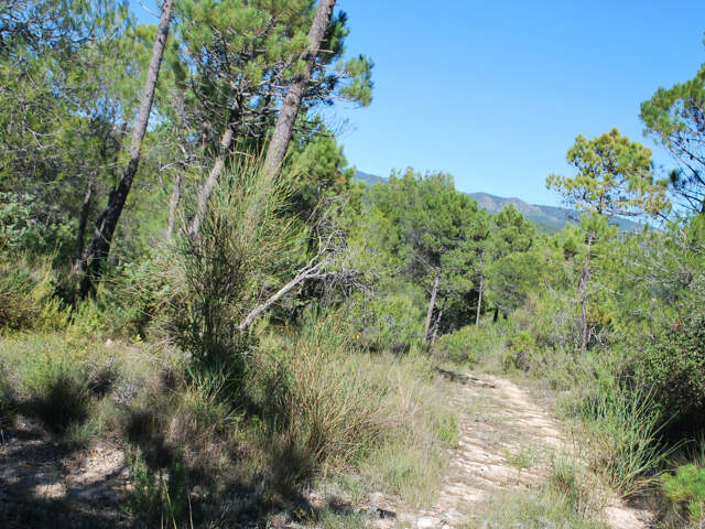 TERRAIN VIABILISE SALERNES — photo du bien
