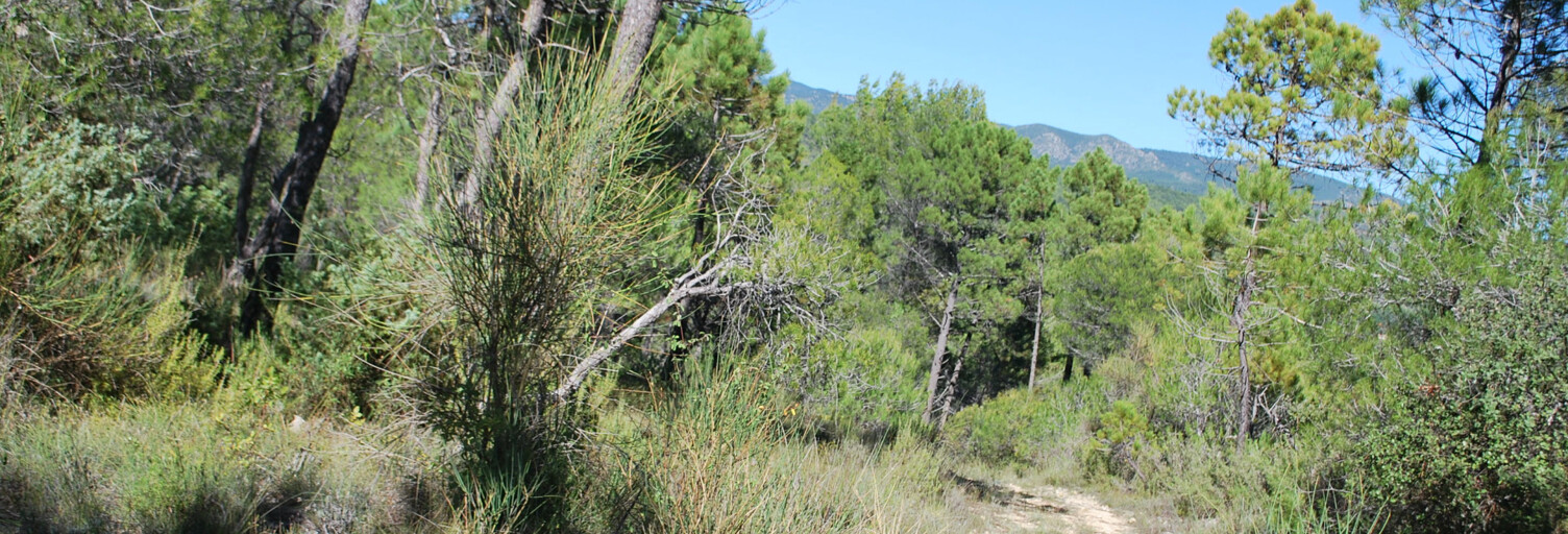 Terrain  1072 m² à vendre à Salernes (83690)