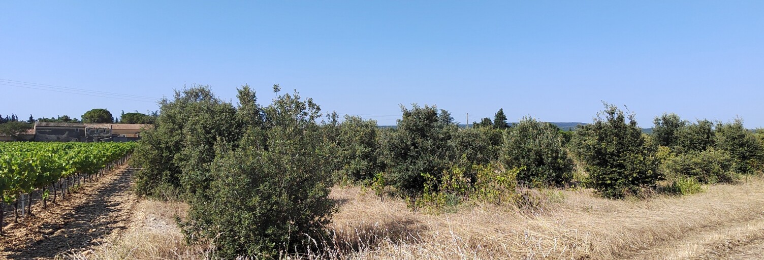 Terrain  6160 m² à vendre à Sainte-Cécile-les-Vignes (84290)
