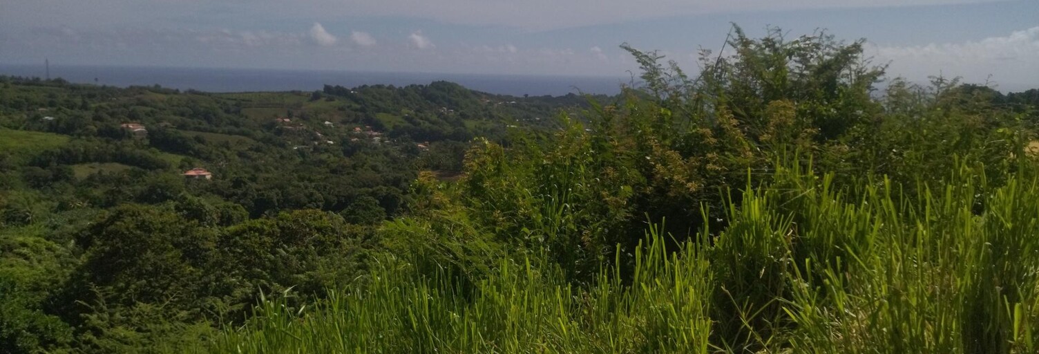 Terrain  1405 m² à vendre à Ducos (97224)