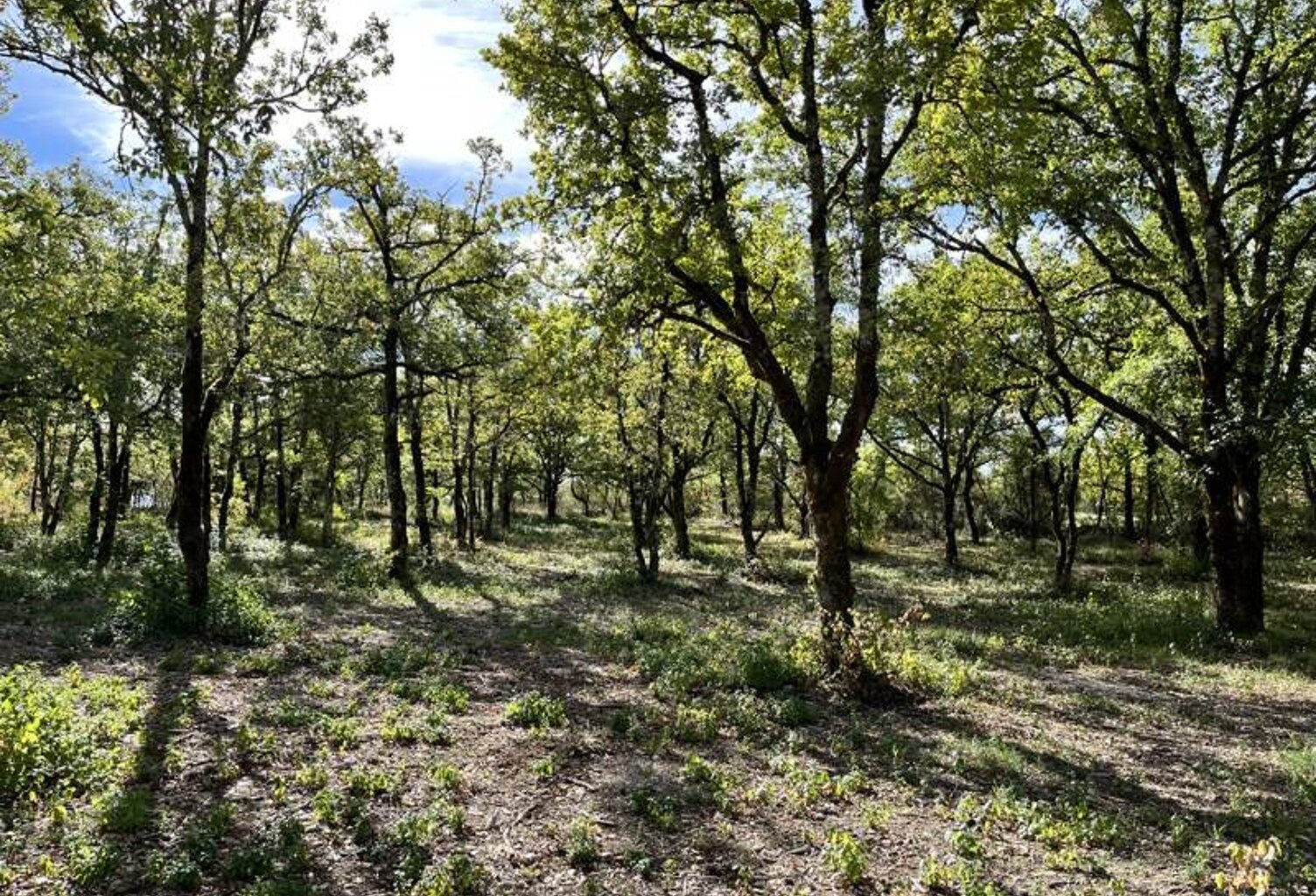 Terrain à bâtir de 0 pièces principales — photo 1
