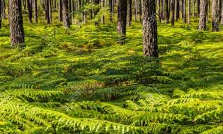 Maison 6 Pièces 200 m² à vendre à Soorts-Hossegor (40150)