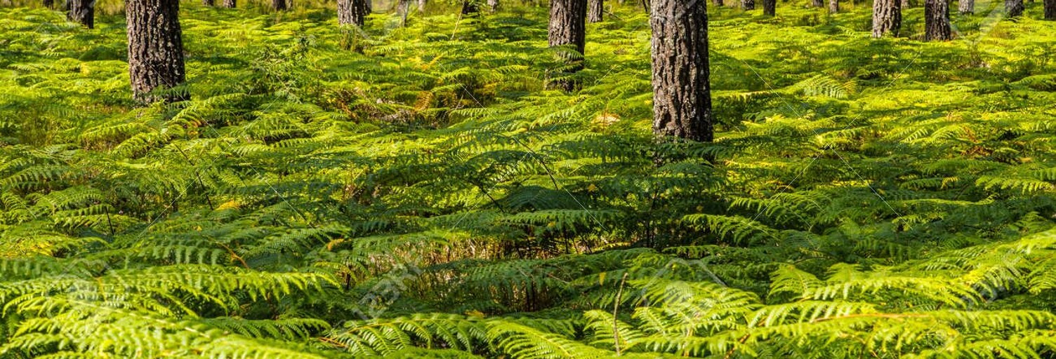 Maison 6 Pièces 200 m² à vendre à Soorts-Hossegor (40150)