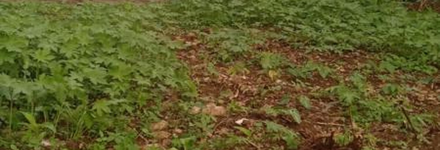 Terrain  700 m² à vendre à Saint-Denis (97490)