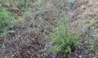 Terrain  1031 m² à vendre à Colomars (06670)