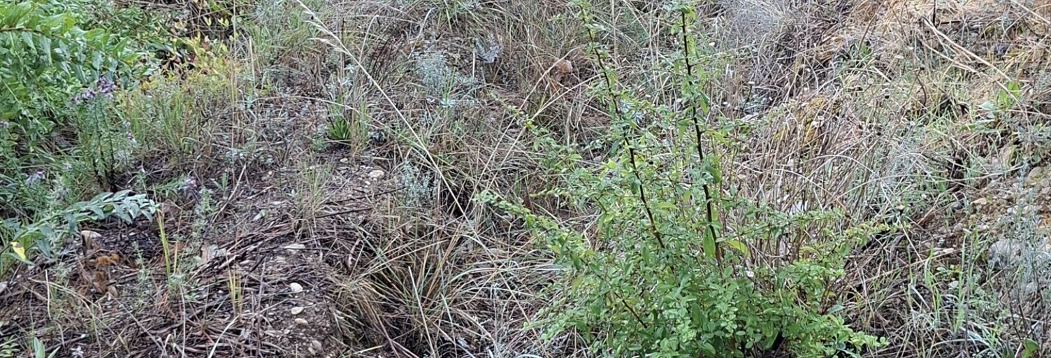 Terrain  1031 m² à vendre à Colomars (06670)