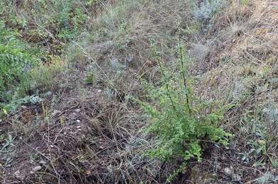 Terrain  169000 €
